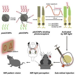 Supermice that can see Infrared